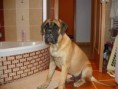 /album/fotogalerie/bullstiff-nostra-caesar-ii-5-mesicu-jpg/